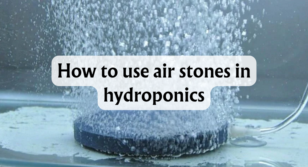 How to Use Air Stones in Hydroponics