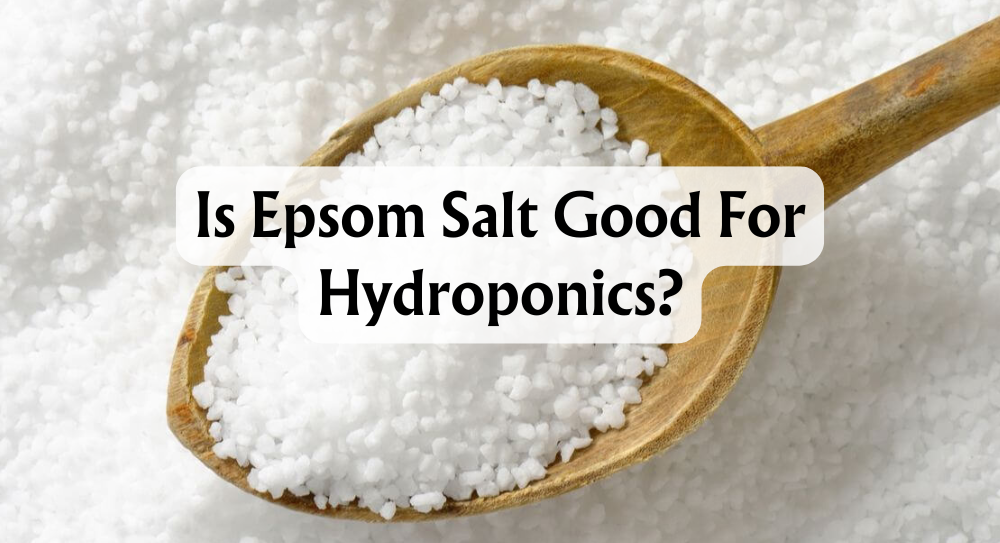 how-much-epsom-salt-for-hydroponics