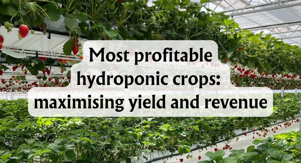 Most Profitable Hydroponic Crops Strawberries Yield