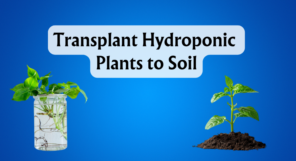 transplant-hydroponic-plants-to-soil-unearthing-the-possibilities