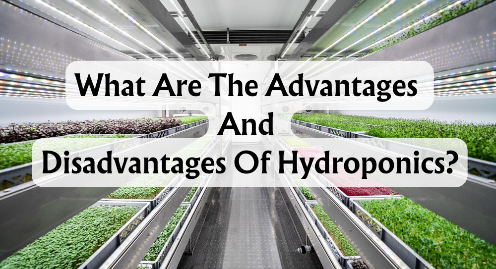 what-are-the-advantages-and-disadvantages-of-hydroponics?