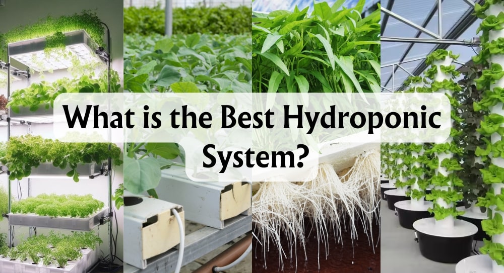 what-is-the-best-hydroponic-system-the-ideal-soil-free-solution