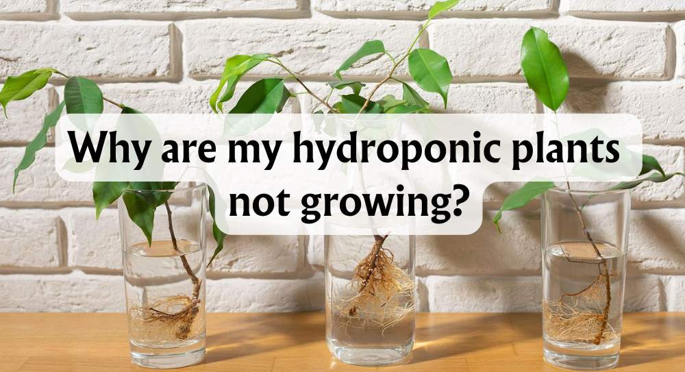 why-are-my-hydroponic-plants-not-growing-common-problems-&-solutions