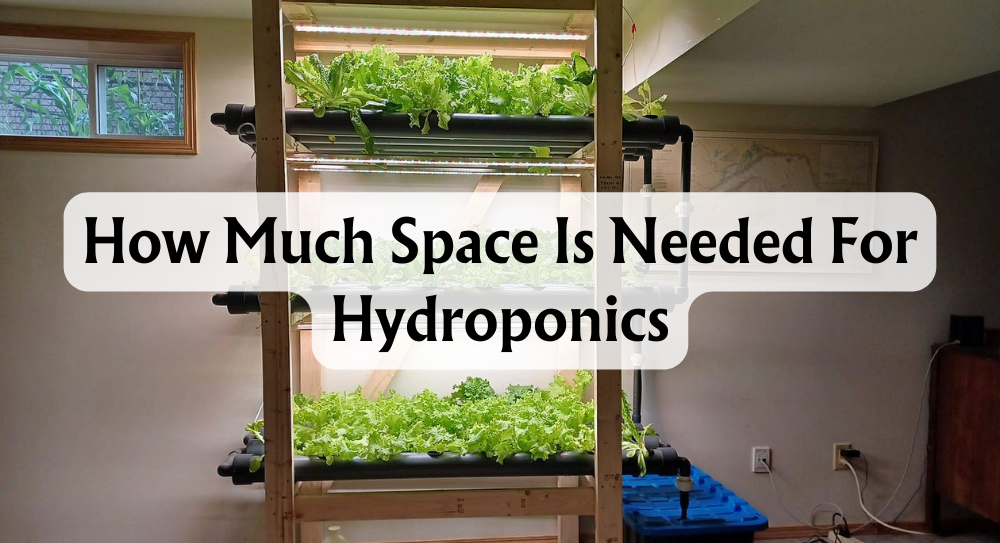 how-much-space-is-needed-for-hydroponics