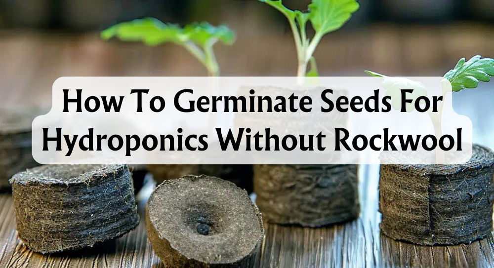 how-to-germinate-seeds-for-hydroponics