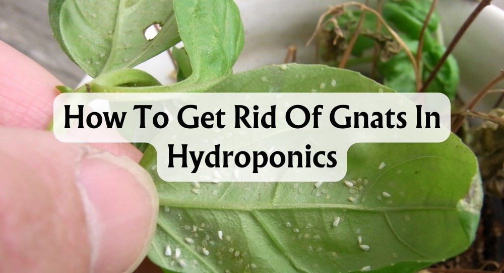 how-to-get-rid-of-fungus-gnats