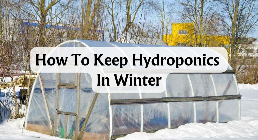 how-to-keep-hydroponics-in-winter-cold-weather-success-tips