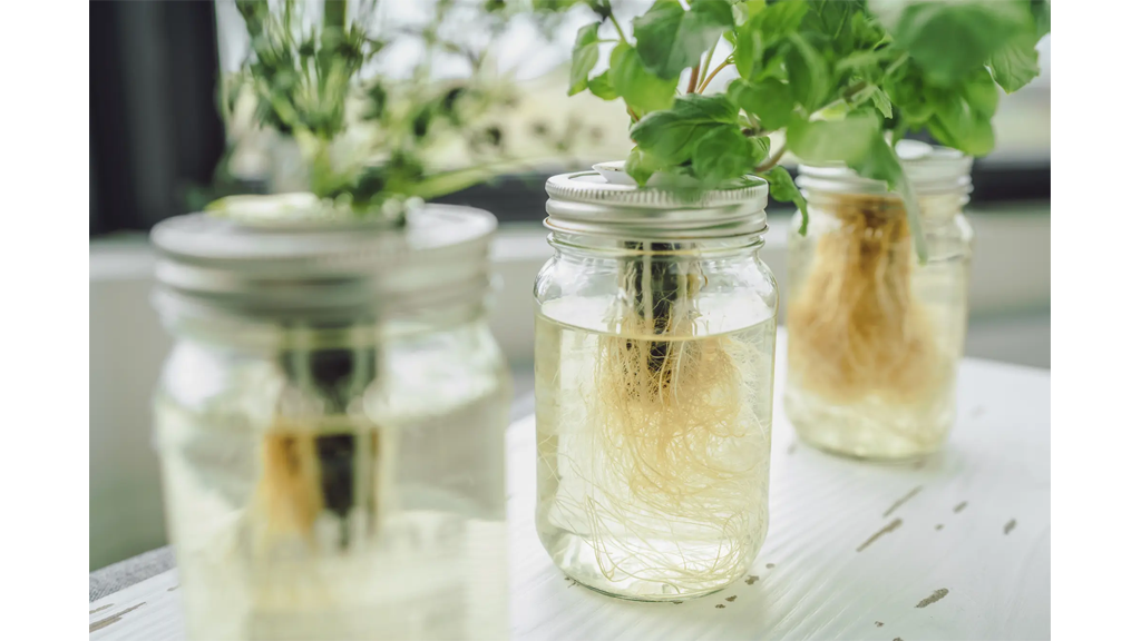 DIY Kratky Method Mason Jars