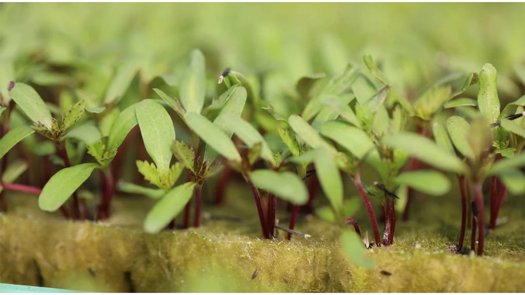 rockwool seedlings close up