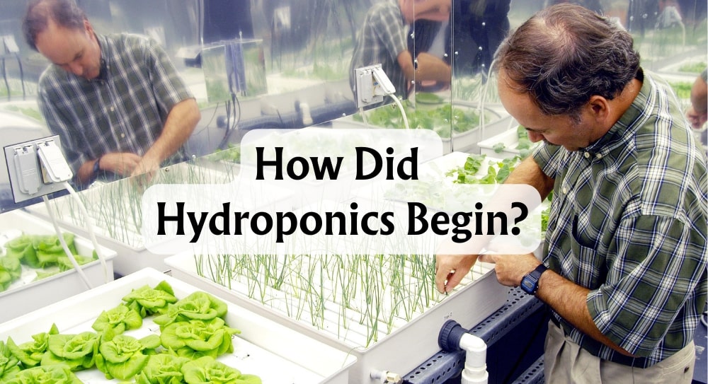 how-did-hydroponics-begin