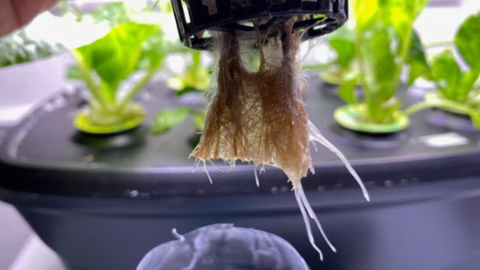 Root rot in a hydroponic system