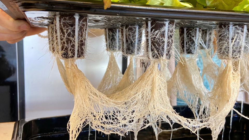 Healthy root base in hydroponics