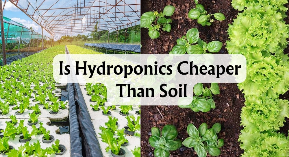 spilt image of hydroponic crops vs soil crops