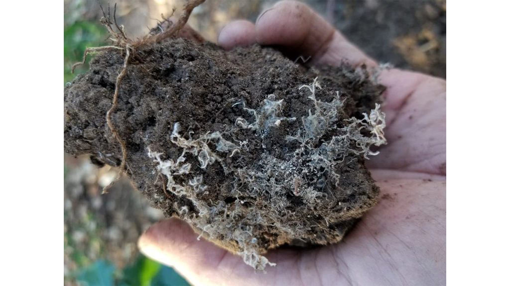 mycorrhizae roots clump