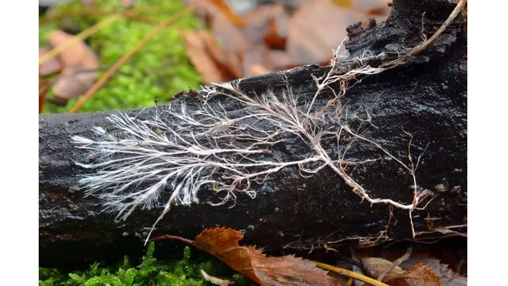 mycorrhizae on tree bark