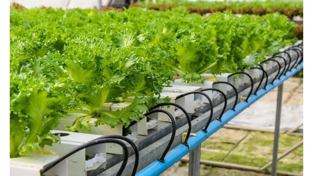 ebb and flow hydroponics grow shelf