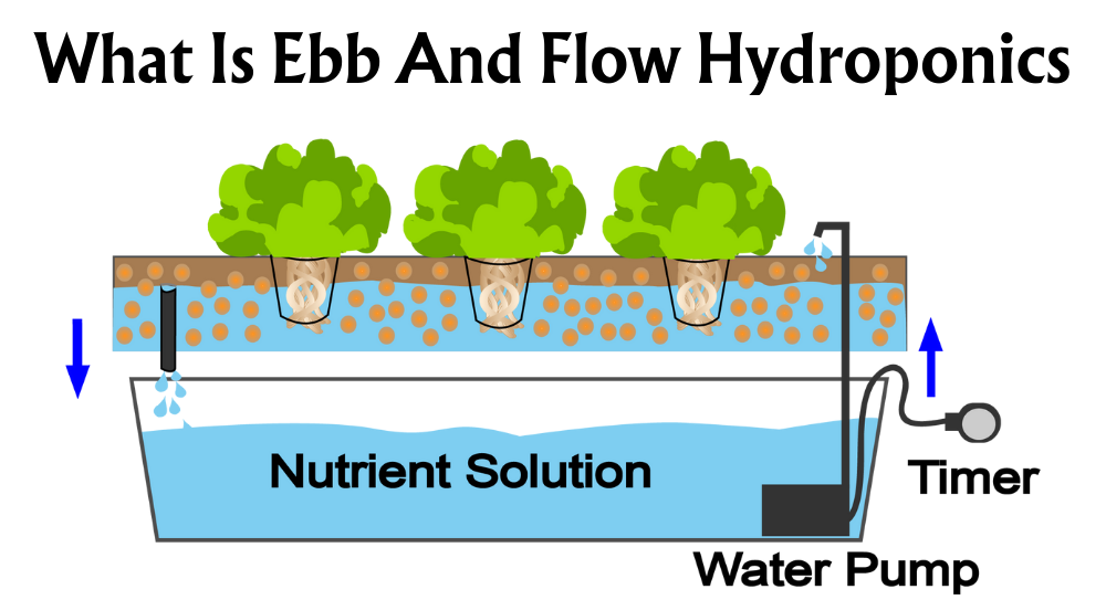 Ebb and Flow Hydroponics