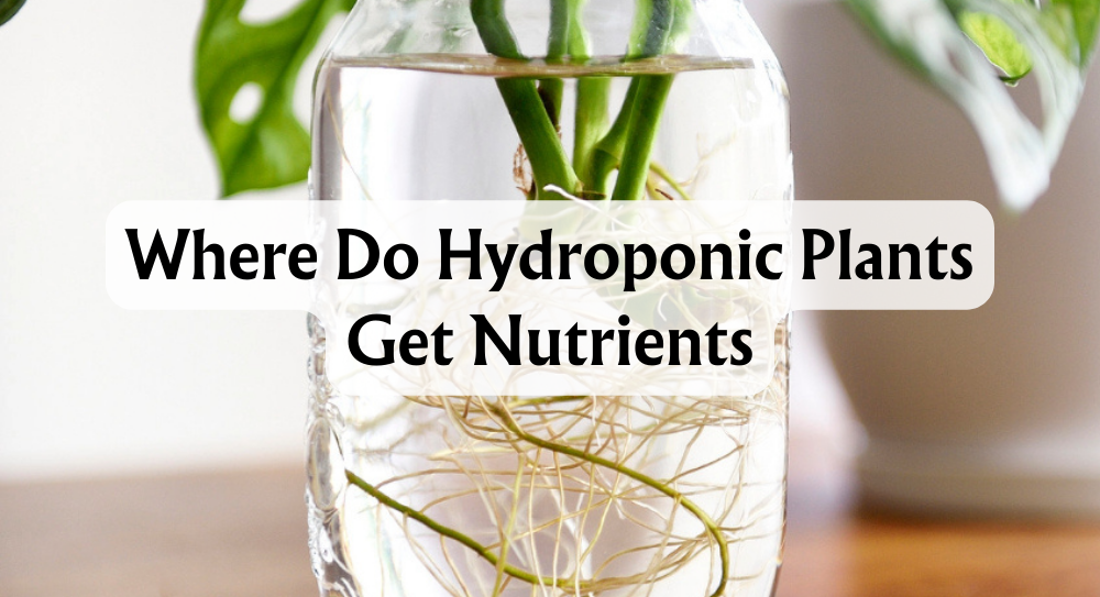 where-do-hydroponic-plants-get-nutrients